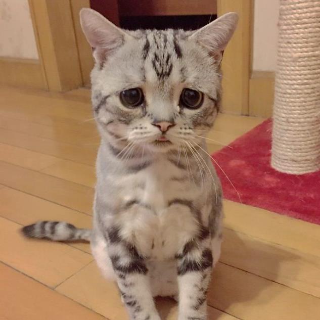 غمگین ترین گربه دنیا/ عکس