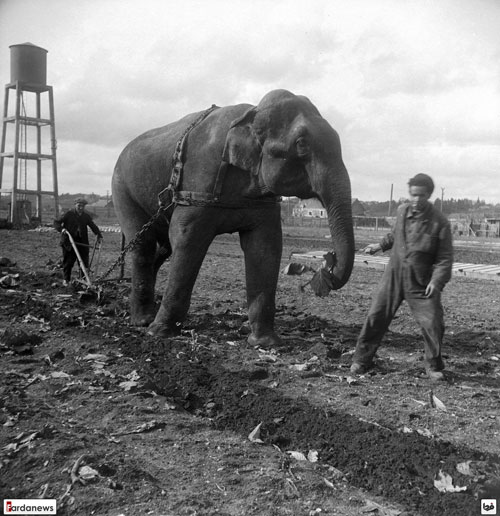 شخم زدن زمین با فیل!/ عکس