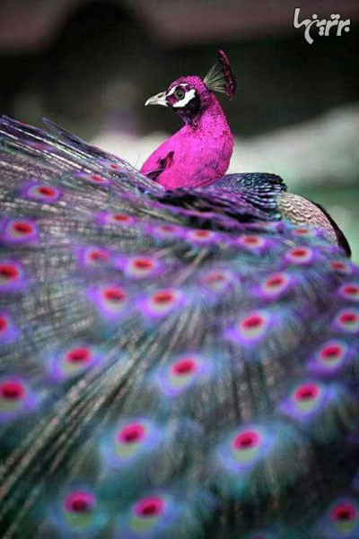 زیبایی شگفت انگیز طاووس ها