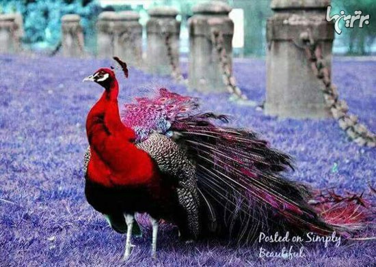 زیبایی شگفت انگیز طاووس ها