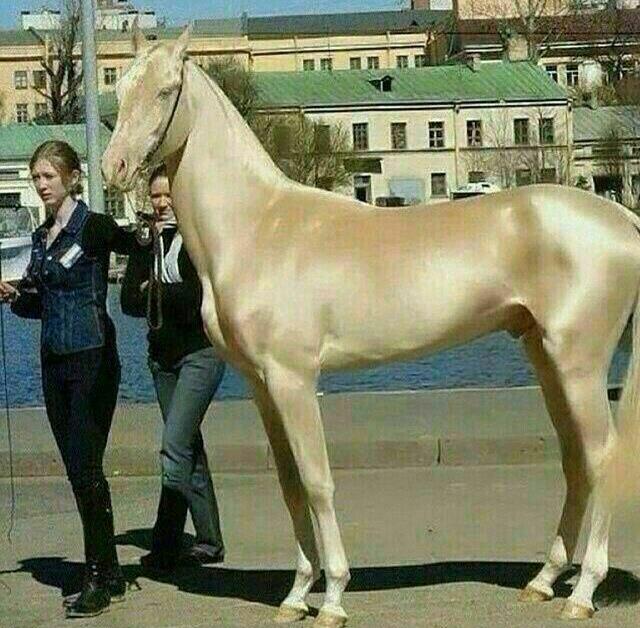 گرانترین اسب دنیا/ عکس
