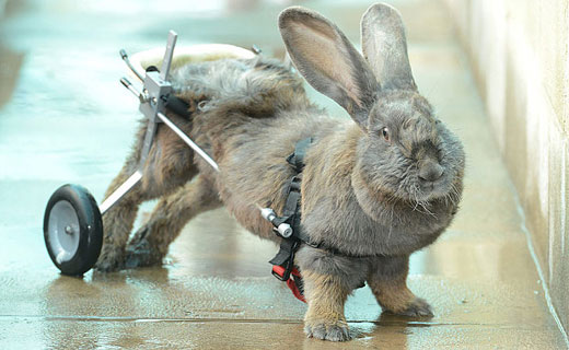 ویلچری برای خرگوش فلج/ عکس