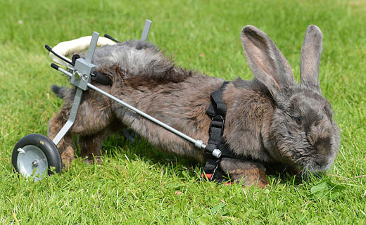 ویلچری برای خرگوش فلج/ عکس