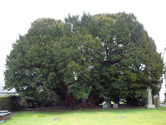 تنومندترین درخت های جهان در یکجا