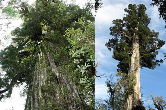 تنومندترین درخت های جهان در یکجا
