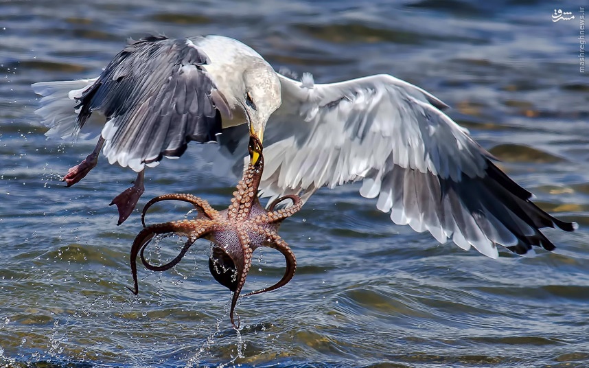 عکس: لحظه دیدنی شکار هشت پا توسط مرغ دریایی