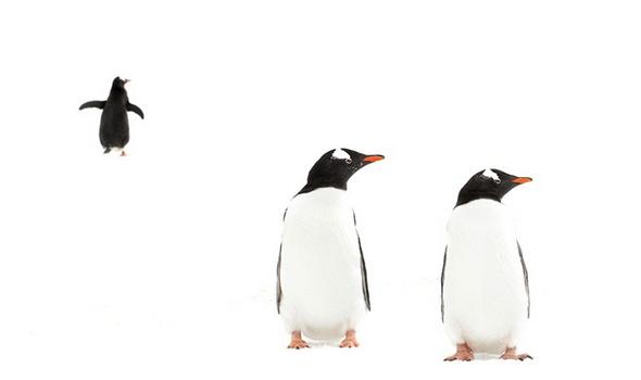 تصاویر : عکس‌های برترین عکاس حیات وحش2015