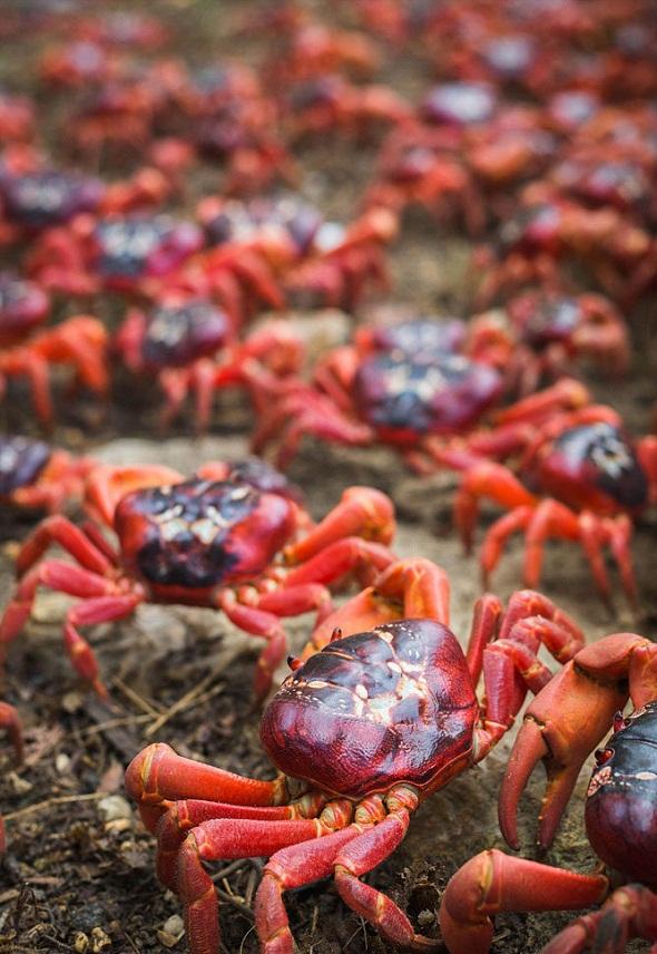 تصاویر : کوچ خرچنگ ها
