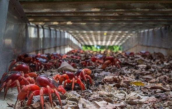 تصاویر : کوچ خرچنگ ها