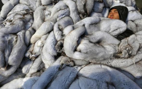 تصاویر : شکجه و کشتار در تجارت خز