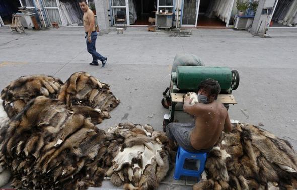 تصاویر : شکجه و کشتار در تجارت خز