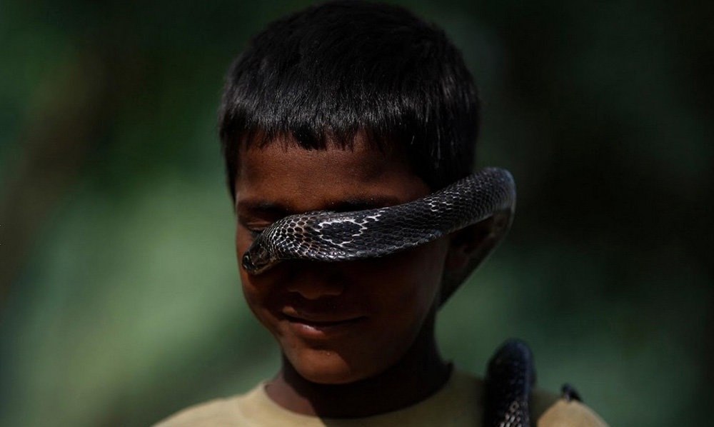 تصاویر : مارگیران هندی