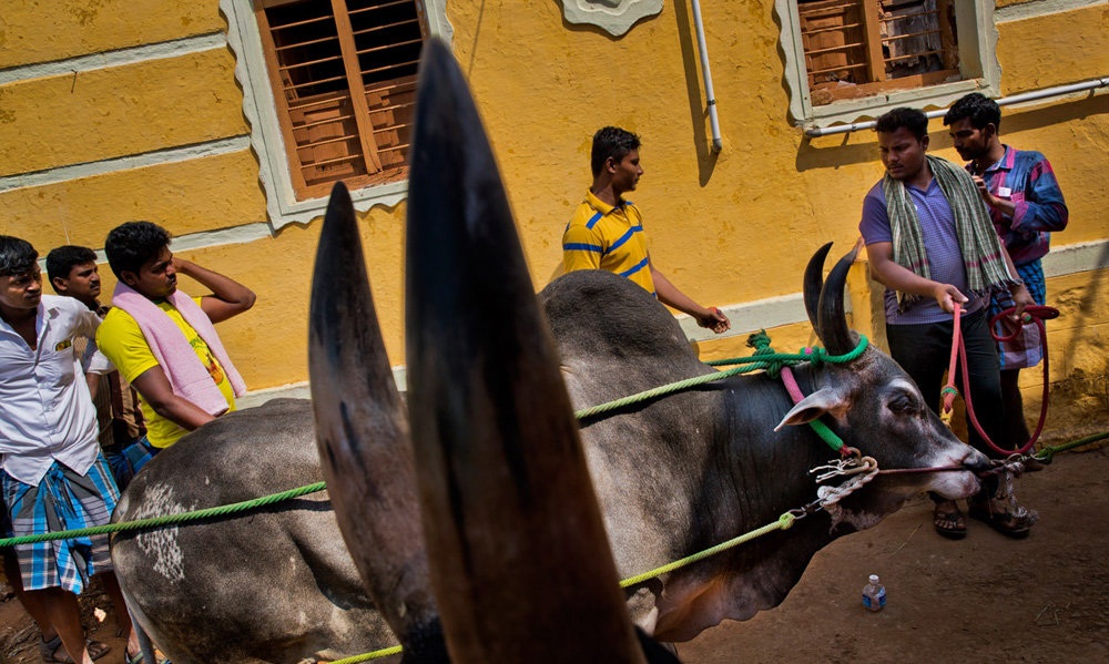 تصاویر : جشنواره رام کردن گاو در هند