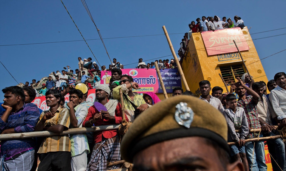 تصاویر : جشنواره رام کردن گاو در هند