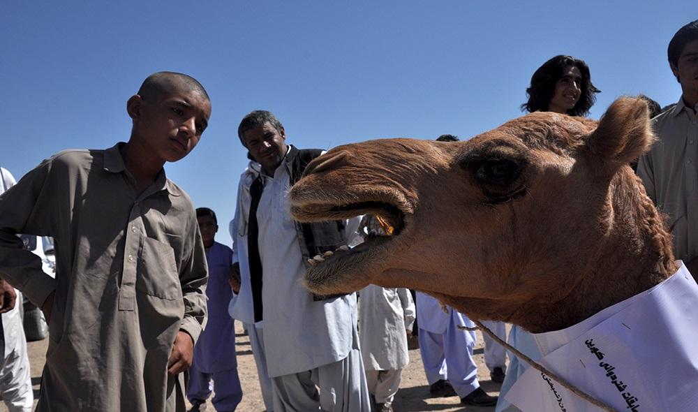 تصاویر : مسابقه شتر دوانی در زاهدان