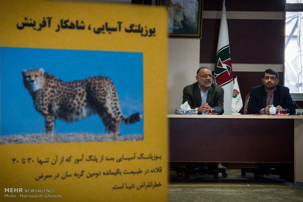 آخرین آمار یوز ایرانی کمتر از ۴۰ قلاده/ خطر انقراض جدی است