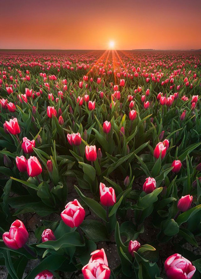 عکس گلهای کشور هلند