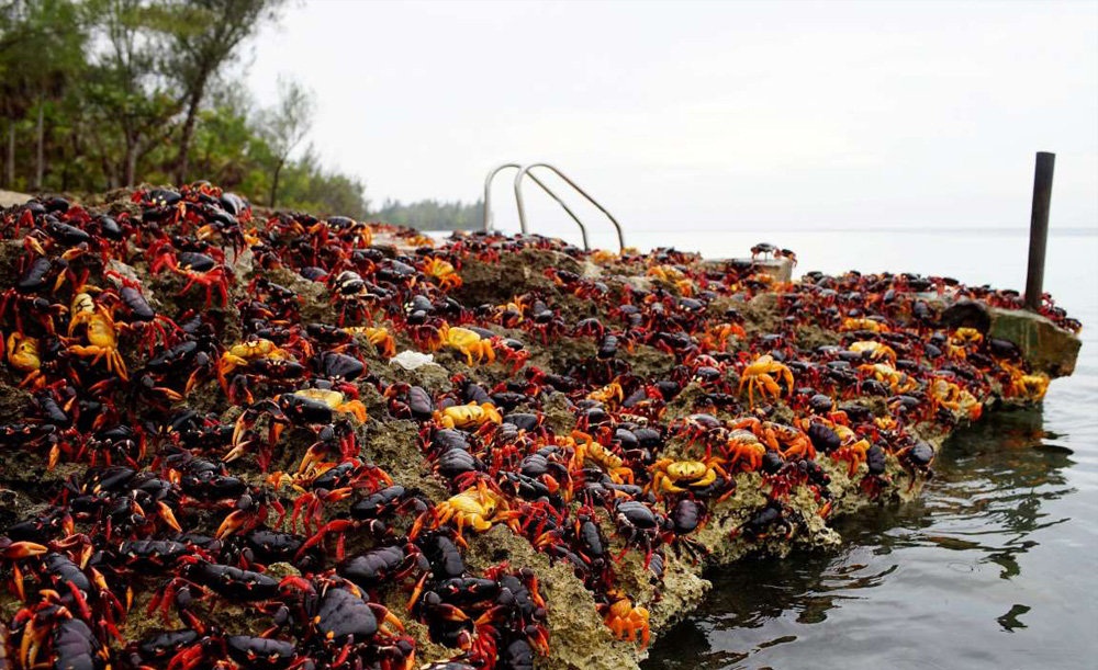 تصاویر : هجوم خرچنگ ها به خلیج خوک ها‎