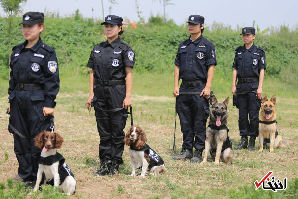 تصاویر: آموزش سگ‌های پلیس در چین