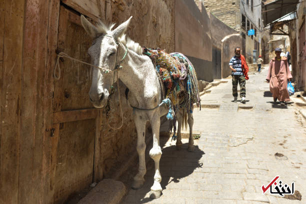 تصاویر : فاس؛ شهر شاهانه و بدون خودرو مراکش