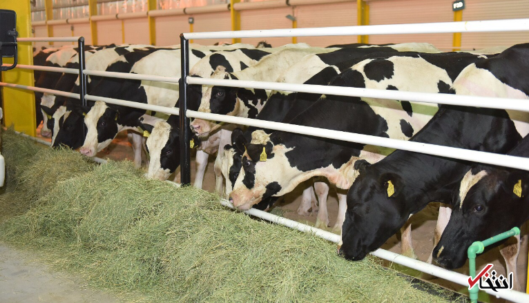 تصاویر : قطر گاو شیرده وارد کرد