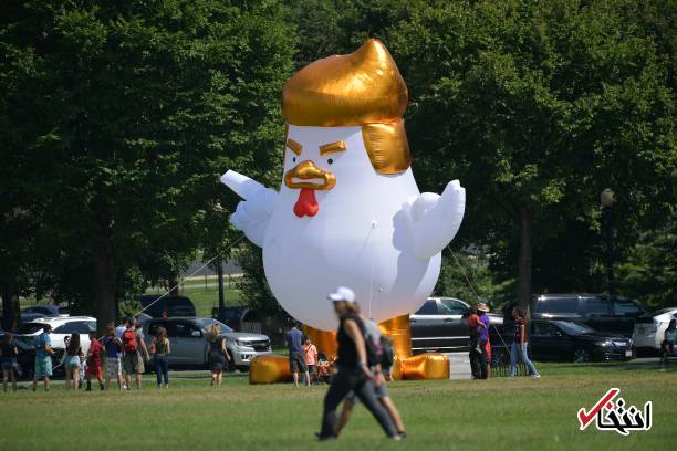 عکس/ ظهور یک مرغ غول پیکر شبیه ترامپ مقابل کاخ سفید