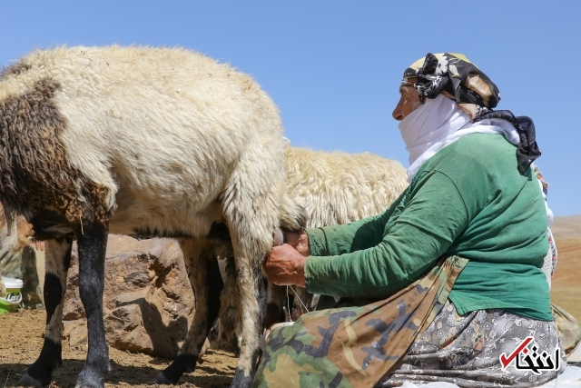 تصاویر : سفره پرمخاطره زنان روستایی در ترکیه