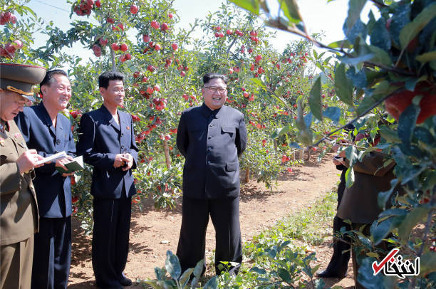 تصاویر : رهبر کره شمالی در باغ بزرگ سیب