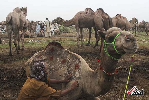 عکس/ تزئین شترها برای عید قربان در پاکستان