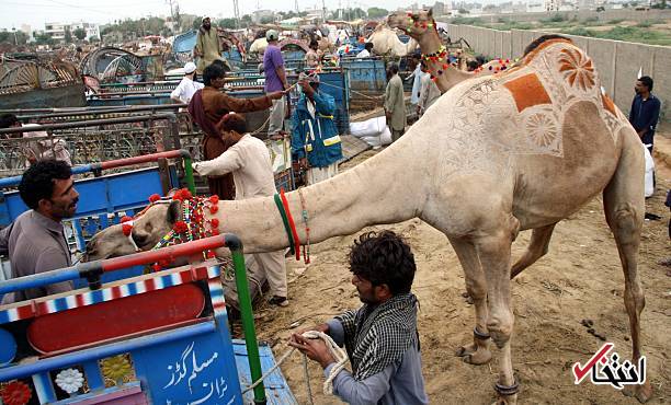 عکس/ تزئین شترها برای عید قربان در پاکستان