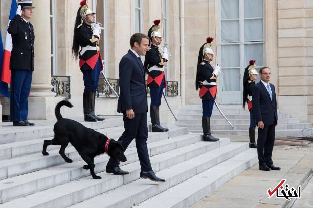عکس/ رییس‌جمهور فرانسه سگ جدید کاخ الیزه را انتخاب کرد