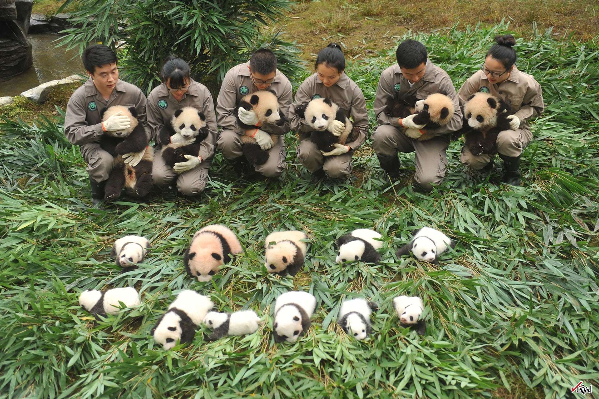 Панда сколько детенышей. Заповедник панд в Чэнду. Большая Панда в Китае. Чэнду Панда парк. Национальный парк в Китае для панд.