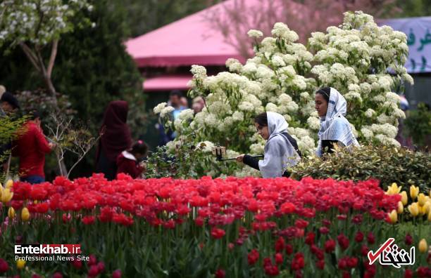 تصاویر : تصاویر :