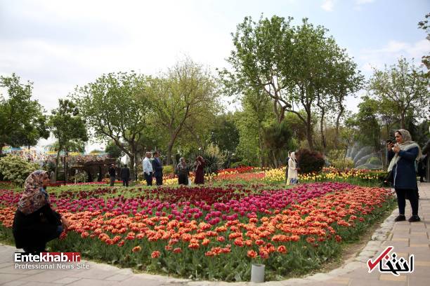 تصاویر : تصاویر :