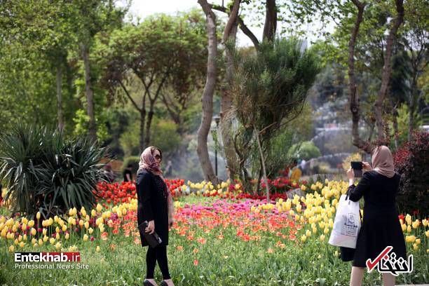 تصاویر : تصاویر :