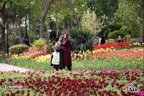 تصاویر : تصاویر :