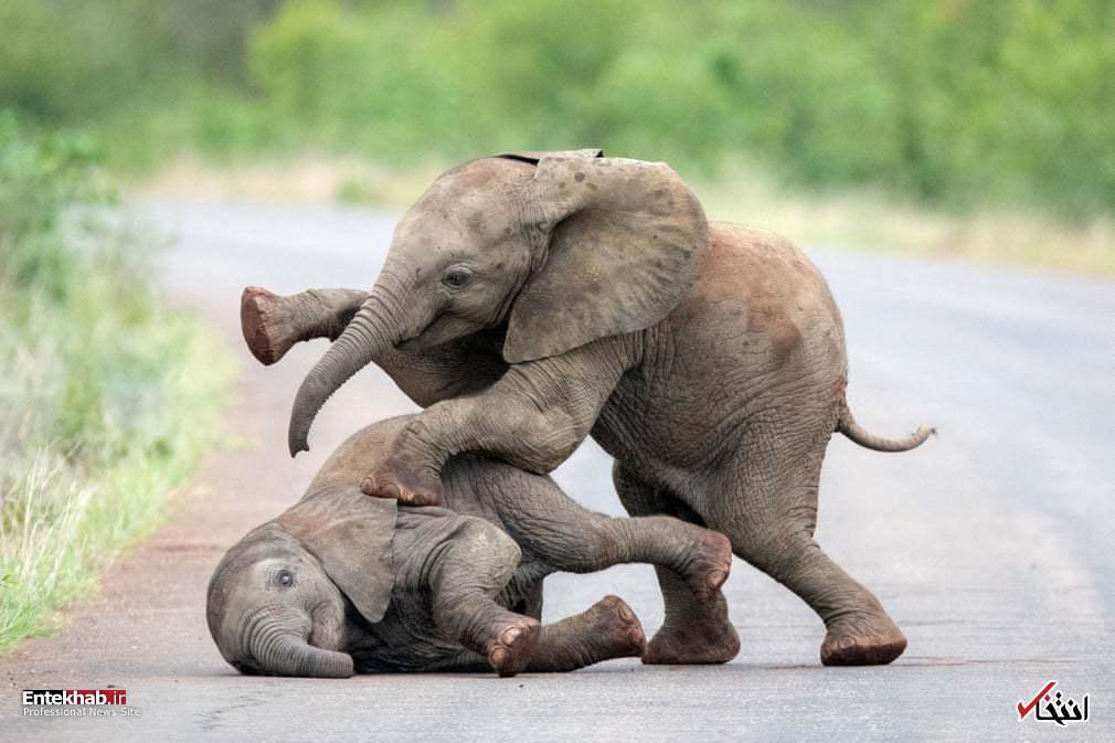 تصاویر : دیدنی‌های امروز سه شنبه ۲ بهمن ماه