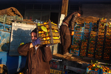 ذخیره سازی ۷۰ هزار تن میوه برای تنظیم بازار شب عید / تعیین تکلیف مؤسسات اعتباری غیر مجاز