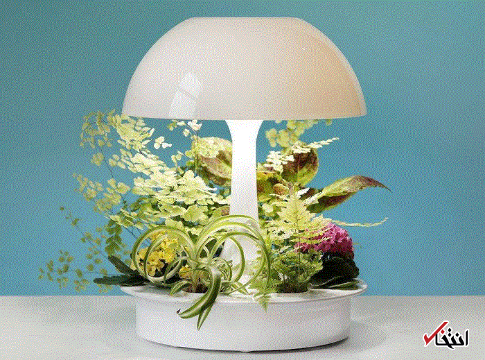 پرورش گیاهان آپارتمانی با لامپ های هوشمند / قابل استفاده در هر نقطه از خانه / تنظیم نور به دلخواه کاربر