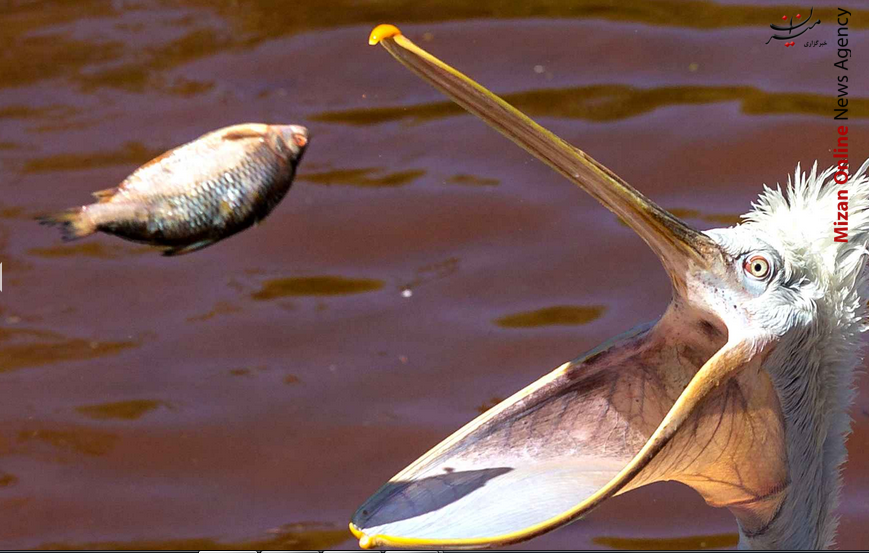 ØºØ°Ø§Ø®ÙØ±Ø¯Ù Ù¾ÙÛÚ©Ø§Ù+ Ø¹Ú©Ø³