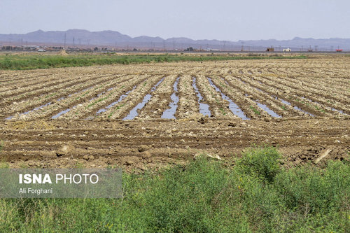 گزارش تکان دهنده ایسنا: اینجا «سرطان» میکارند (+ عکس)