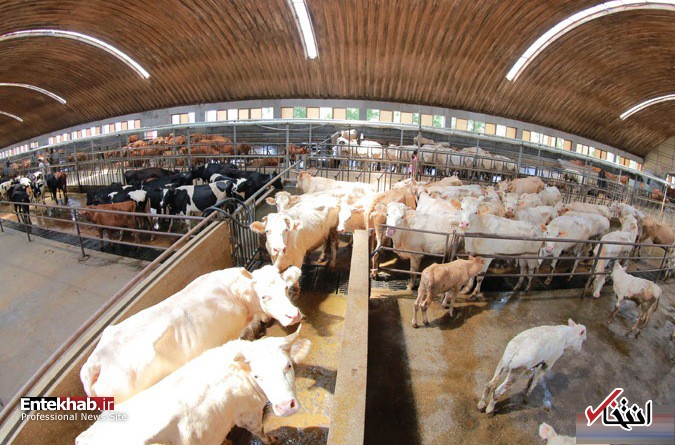 عکس/ رهبر کره شمالی در گاوداری