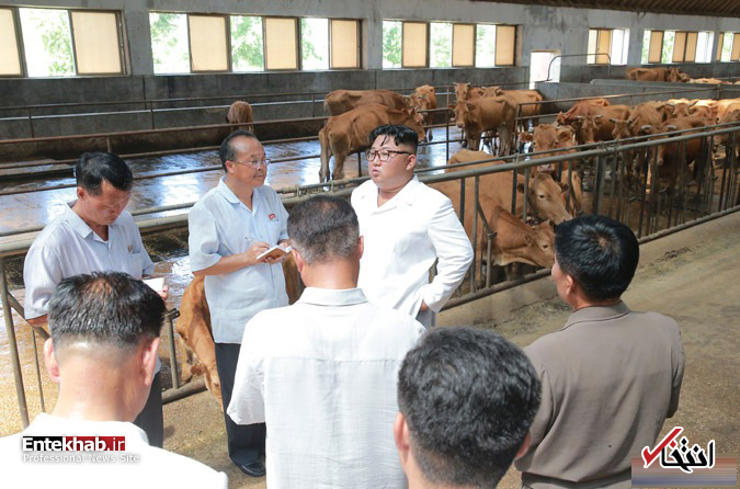 عکس/ رهبر کره شمالی در گاوداری