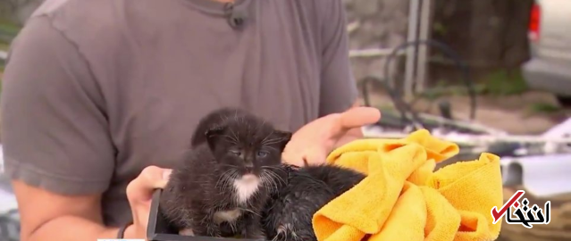 نجات معجزه آسای 4 بچه گربه از طوفان مایکل در فلوریدا