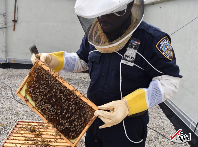 زنبورداری روی پشت بام پایگاه پلیس! +تصاویر