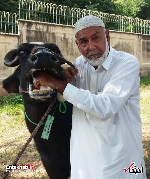 عکس/ مزایده گاومیش‌های نواز شریف در پاکستان