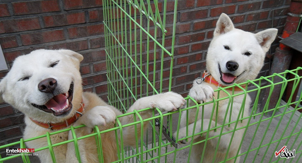 عکس/ دو سگ شکاری سفید، هدیه کیم جونگ اون به رئیس جمهور کره جنوبی