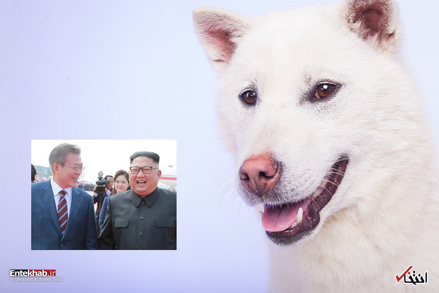 عکس/ دو سگ شکاری سفید، هدیه کیم جونگ اون به رئیس جمهور کره جنوبی