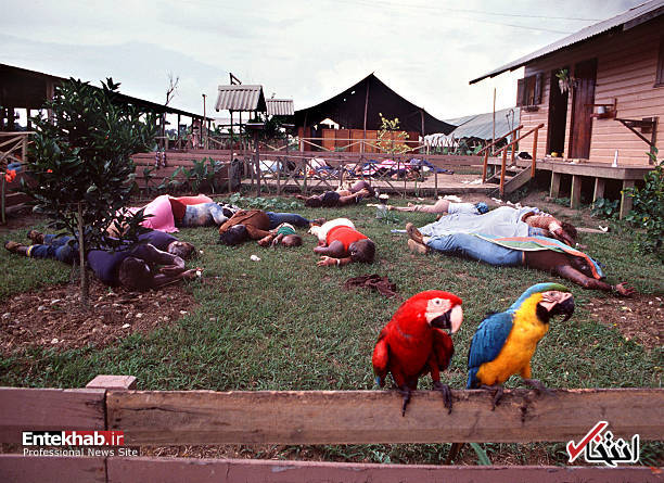 تصاویر : تصاویر :