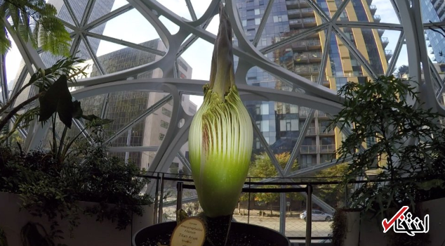 رونمایی از «گل جسد» در آمازون! +تصاویر